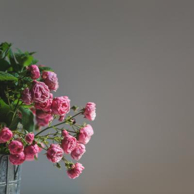 pink roses