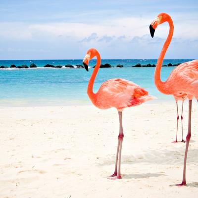 Flamingos
